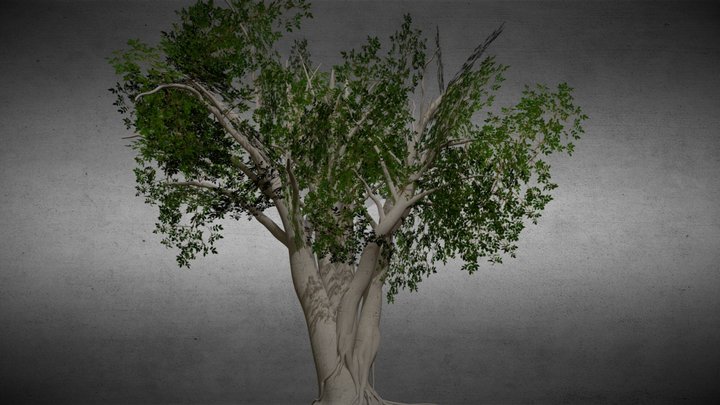 Jungle Tree 3D Model