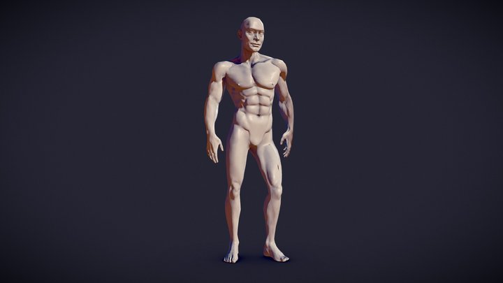 Male Anatomy Study 3D Model