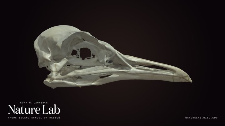 Bird Skull