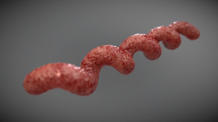 Treponema Pallidum 3D Model