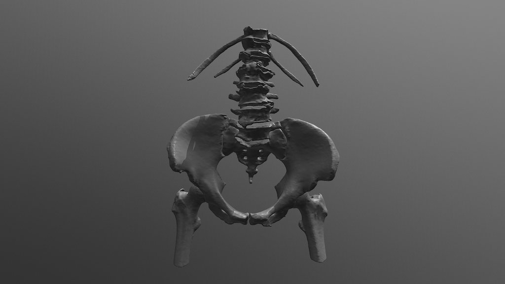 Human Anatomy Bones A 3d Model Collection By Kkamart Sketchfab 7707