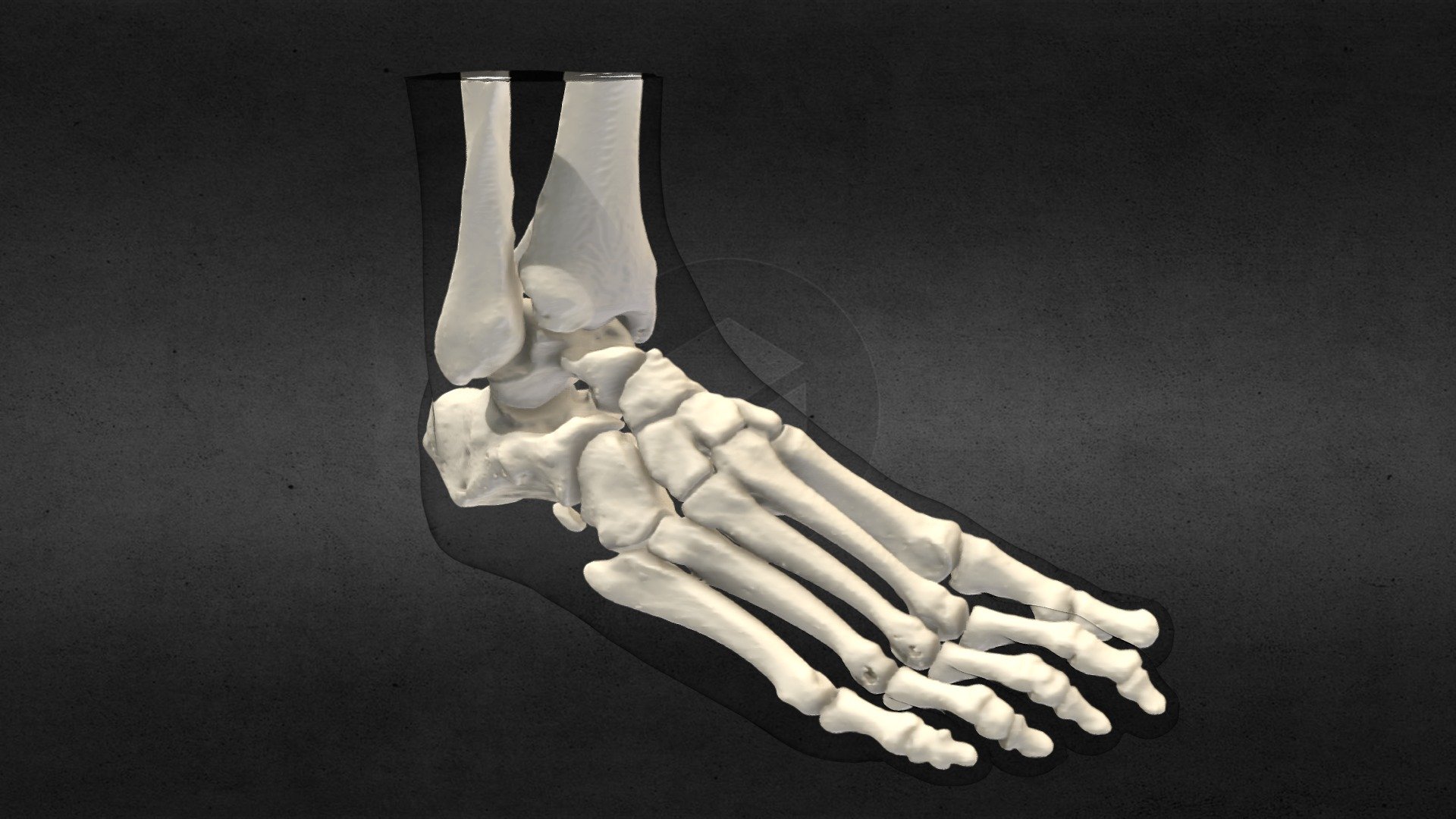 Right Foot - Ct Scan Surface Export - Download Free 3d Model By Nate 