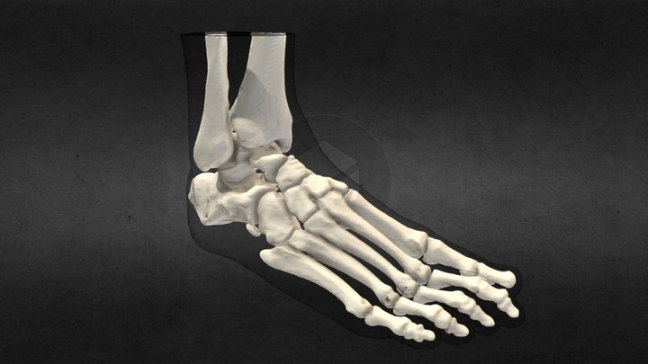 Right Foot - CT Scan Surface Export – Modello 3D gratuito STL