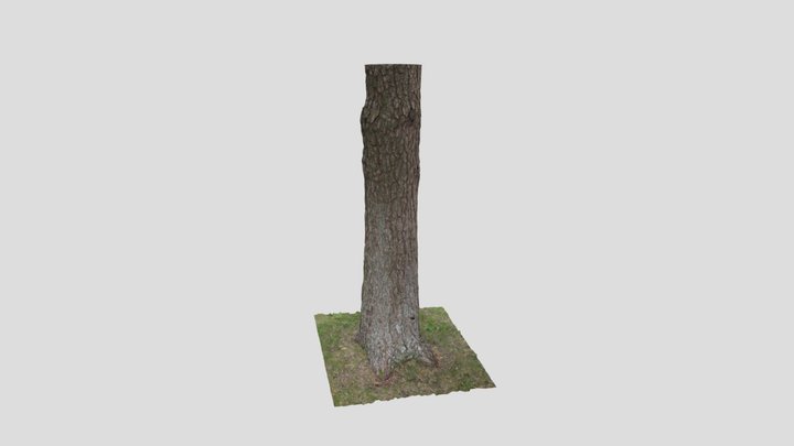 Nordic Pine tree trunk