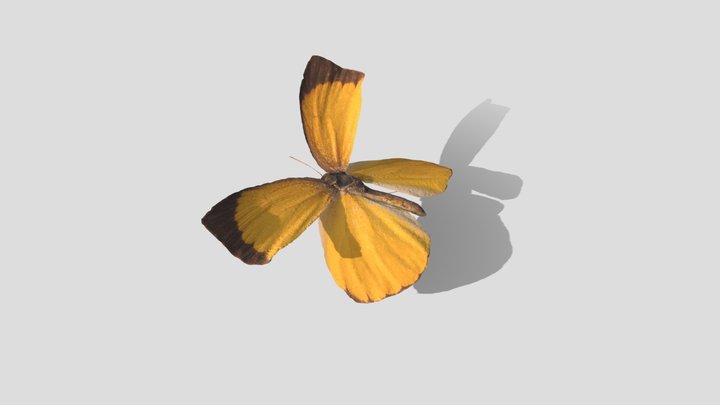 Spotless Grass Yellow ツマグロキチョウ 2 3D Model