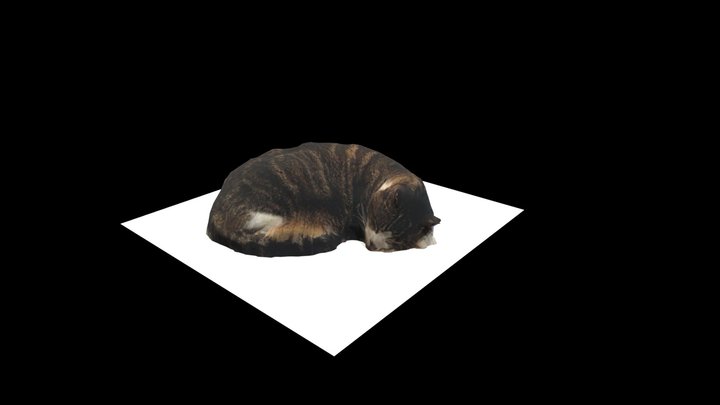 Toby | Photogrammetry | cat 3D Model