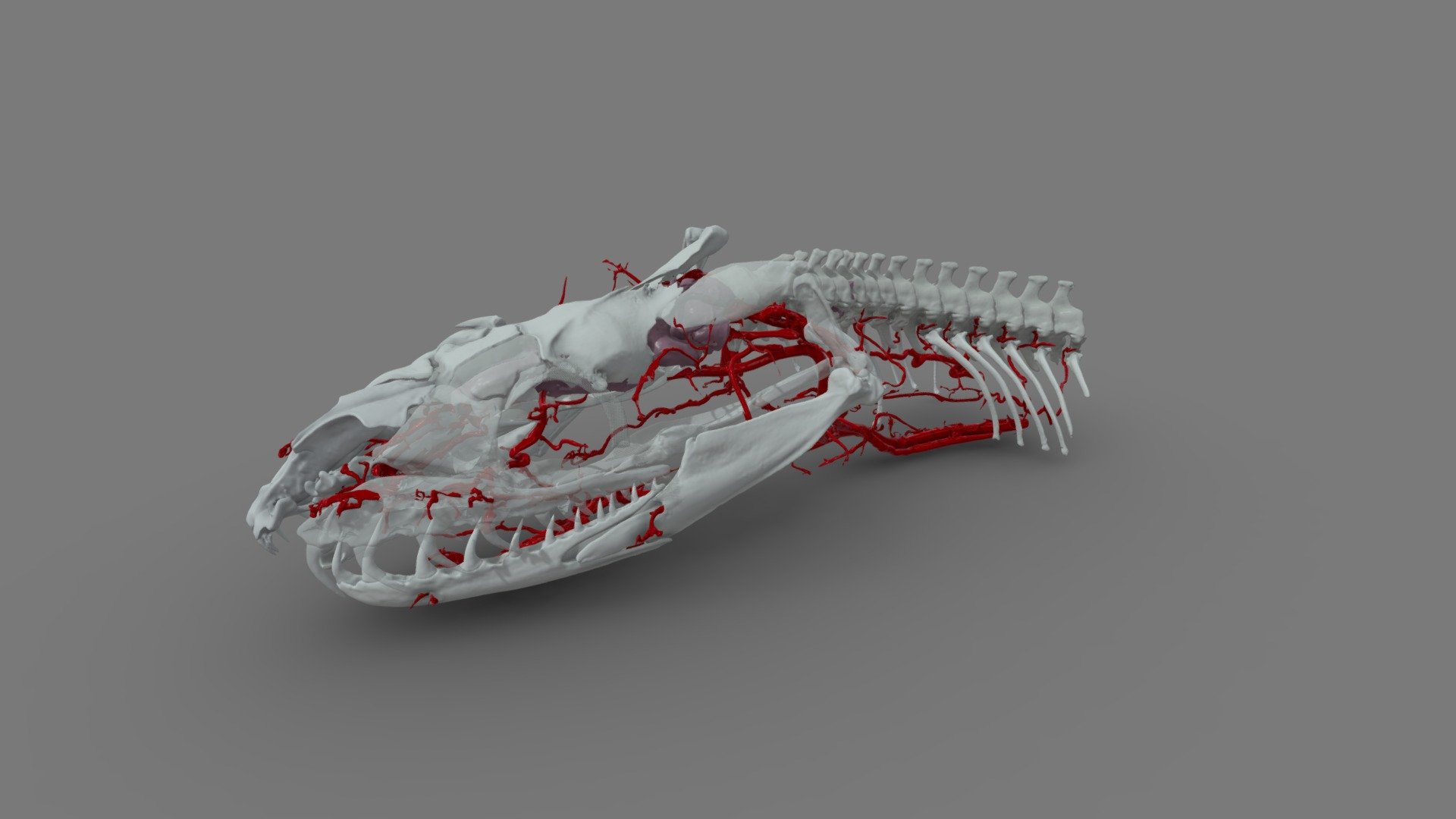 Ball Python Head - Skeletal & Vascular Systems - 3D model by ...
