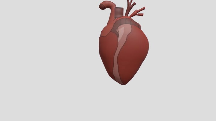 Organ Jantung pada Manusia 3D Model