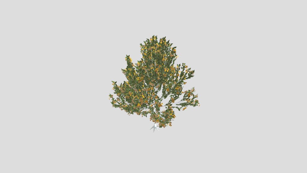 Tree Orange Choisaya