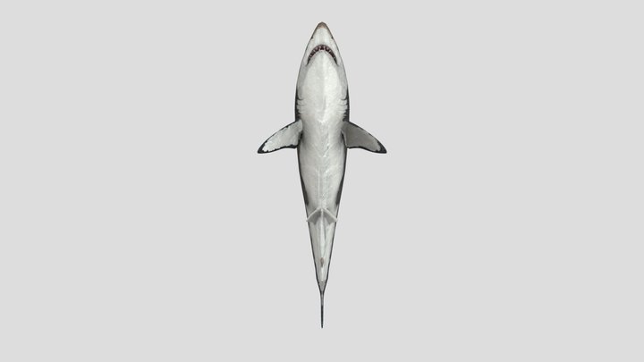 Shark 3D Model