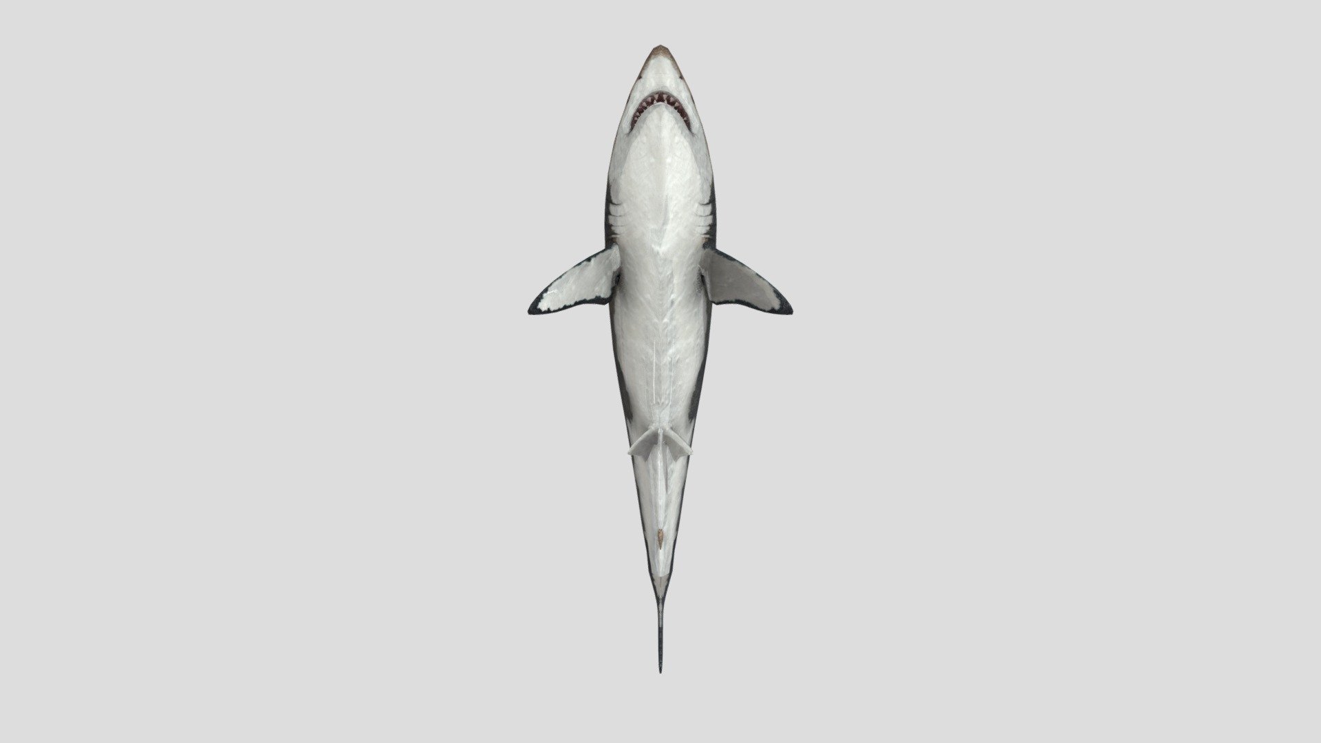 Shark - Download Free 3D model by hari19 (@hari19) [4522b3f]