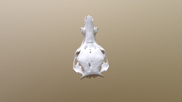 Pig Bone 3D Model