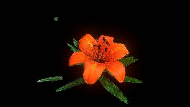 Orange lily 3D Model