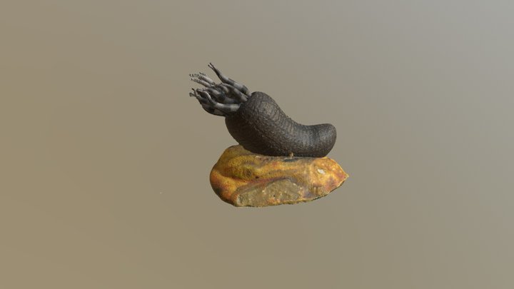 Cat. I (Zoology) 45 Peachia triphylla 3D Model