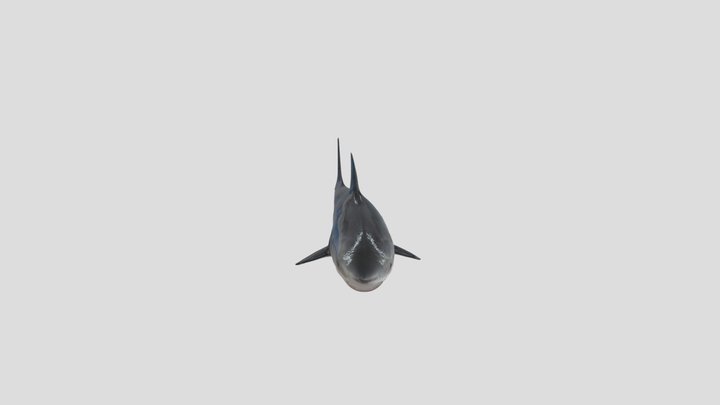 JAWS! 3D Model
