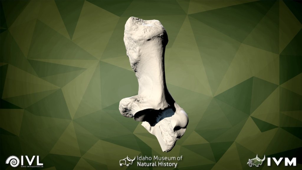 IMNH-75002-27-Left Calcaneum