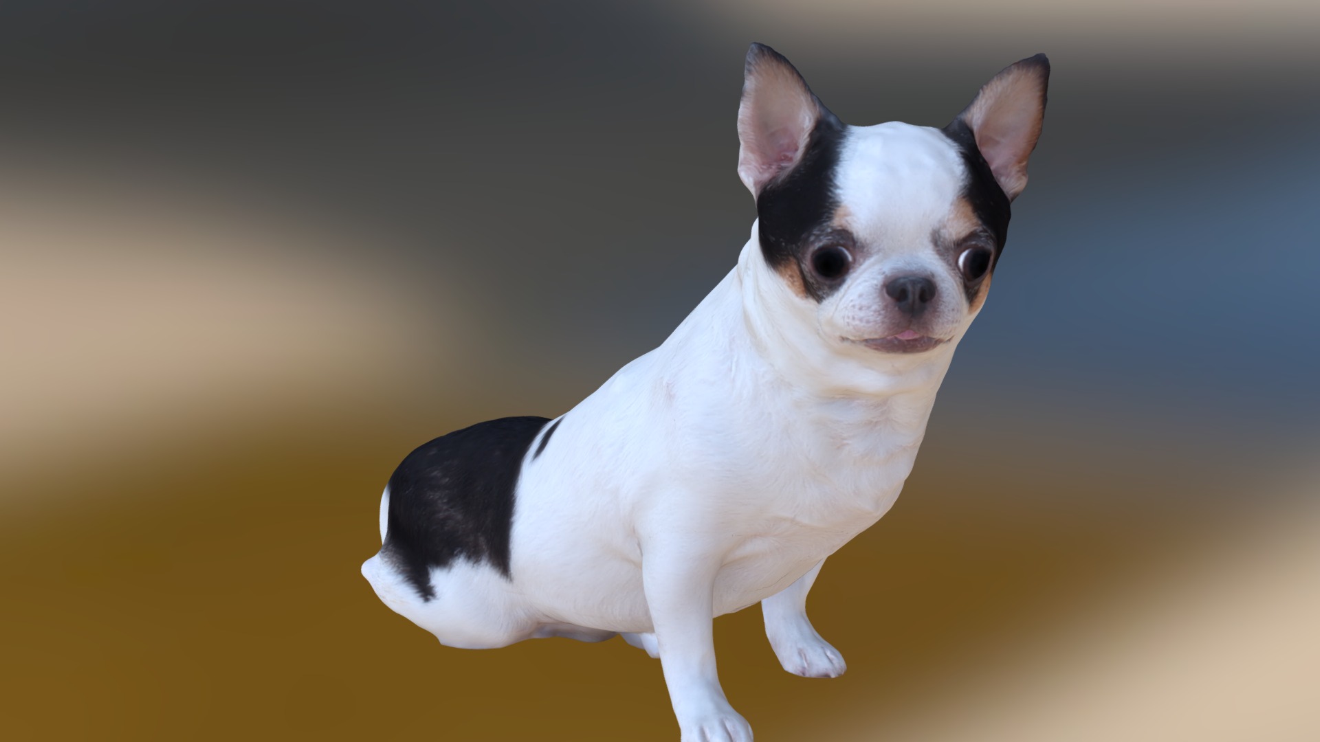 3D model Scanned Chihuahua Dog-888 - This is a 3D model of the Scanned Chihuahua Dog-888. The 3D model is about a dog with a black and white face.