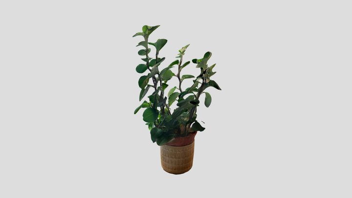 House plant 3D Model