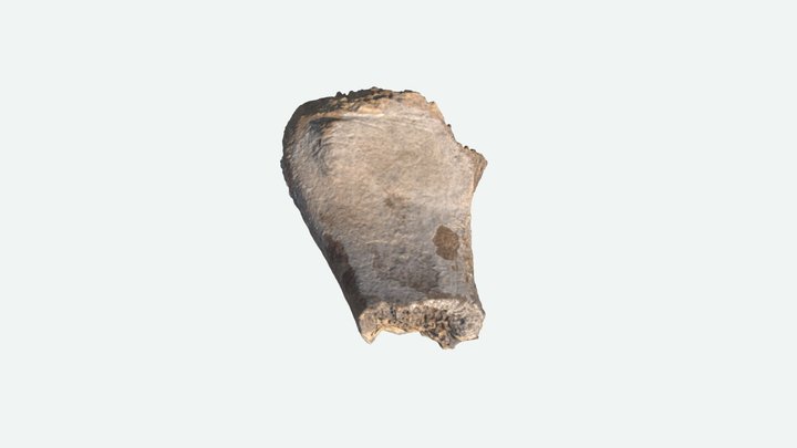 Paleo Bone 3D Model