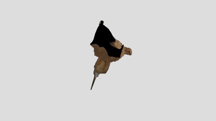 kawasemi　カワセミ剥製　天王寺動物園 3D Model