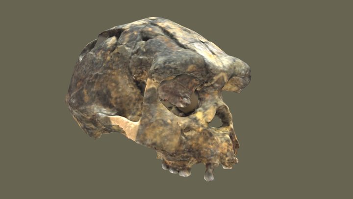 Homo erectus Sangiran 17 3D Model