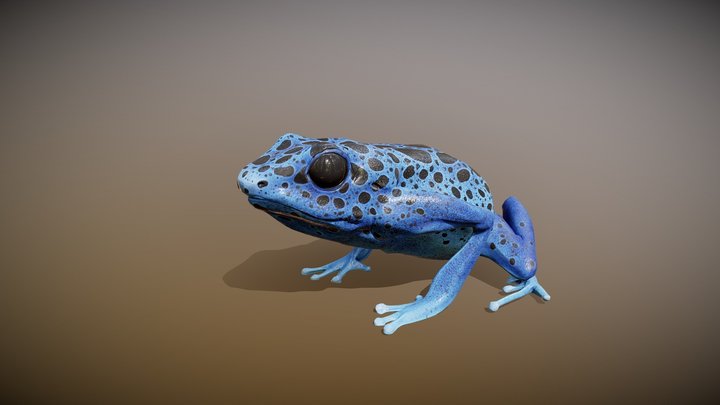 Poison Dart Frog 3D Model