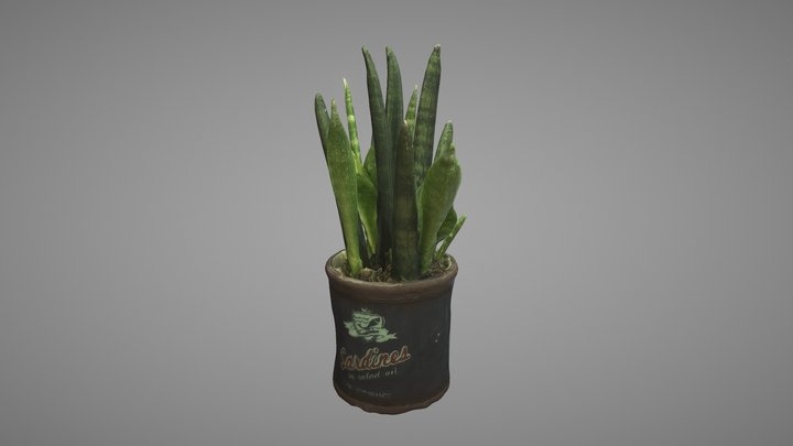 Sansevieria Bacularis Plant 3D Model