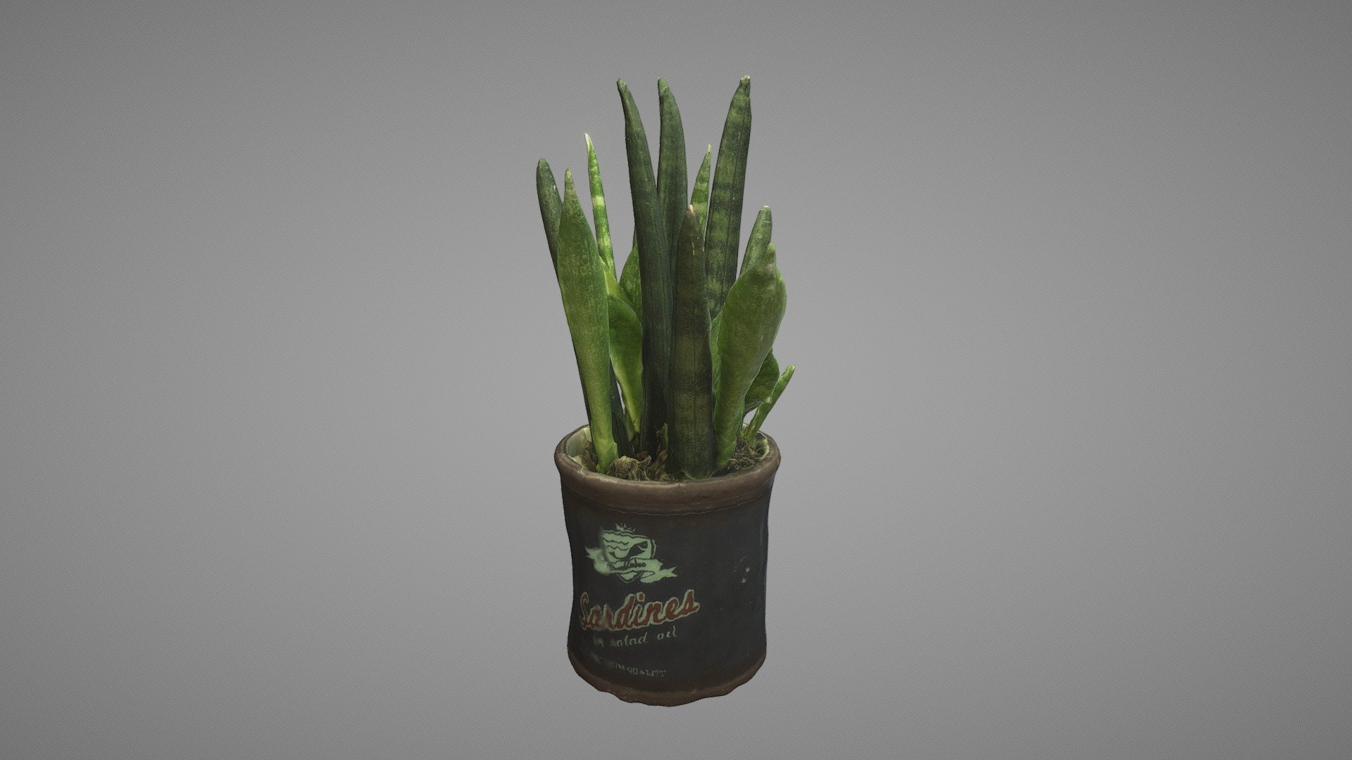 Sansevieria Bacularis Plant