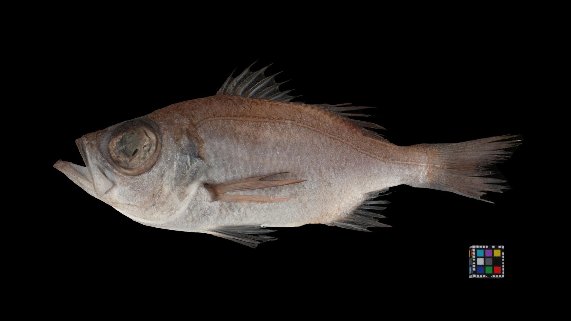 オオメハタ Malakichthys griseus