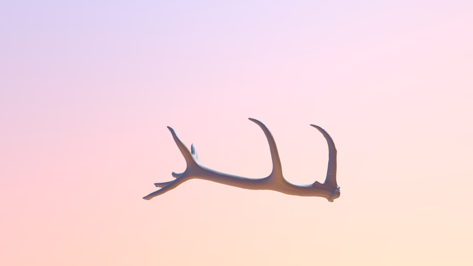 Red deer antler — Sketchfab embed 3D viewer