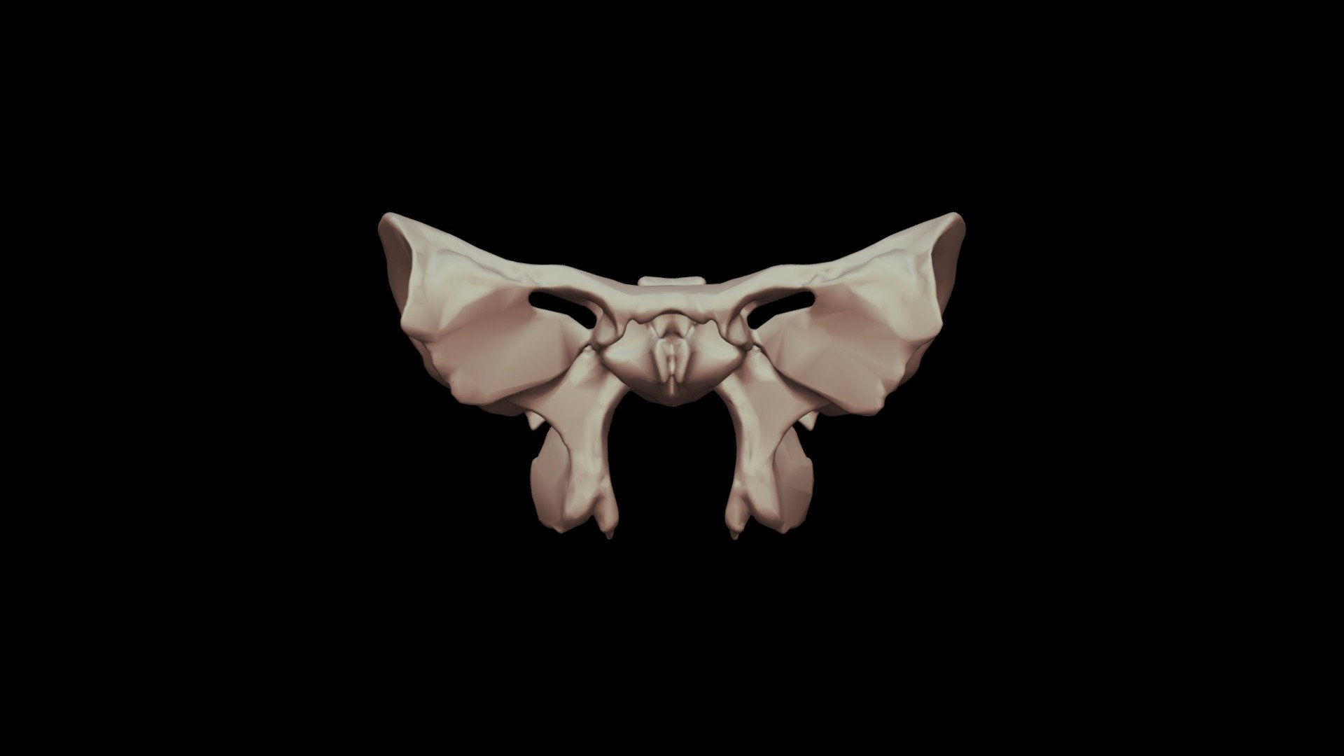 Hueso Esfenoides 3d Model By Juan I Cruz R Smart Anatomy ® Juigcrra 4539a49 Sketchfab 8783