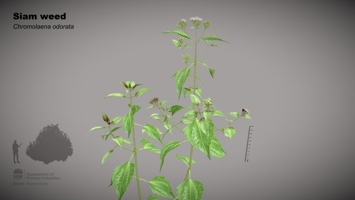 Siam weed (Chromolaena odorata) 3D Model