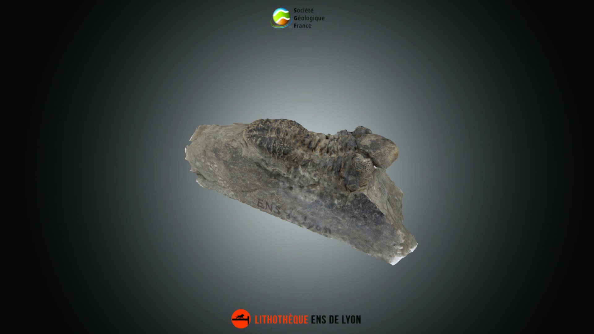 Trilobite - Geesops sparsinodosus gallicus