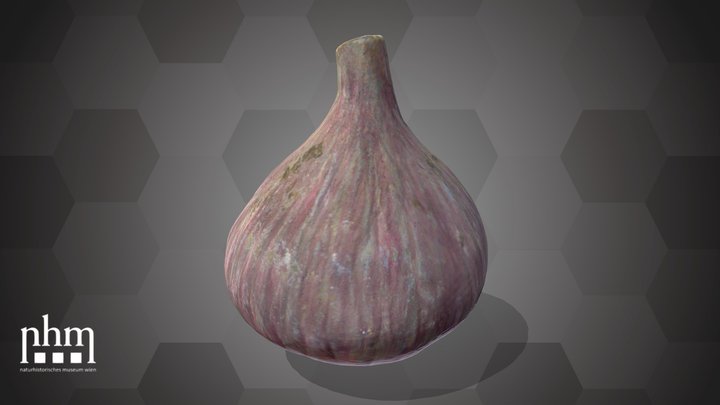 Fig (NHMW-AFW-DING-0046-039) – Modello 3D gratuito STL