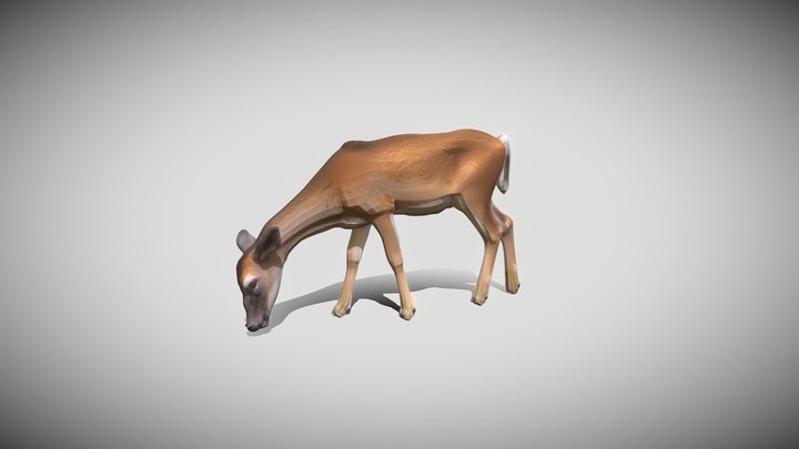 Odocoileus Virginuanus – Modello 3D gratuito STL