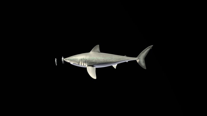 megalodon 3D Model