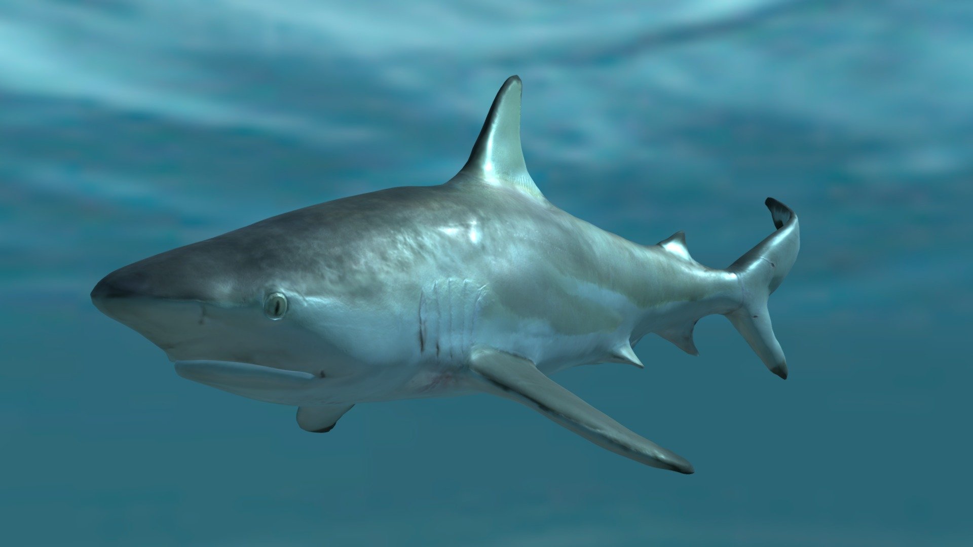 Sharky - Download Free 3D model by Miguelangelo Rosario ...