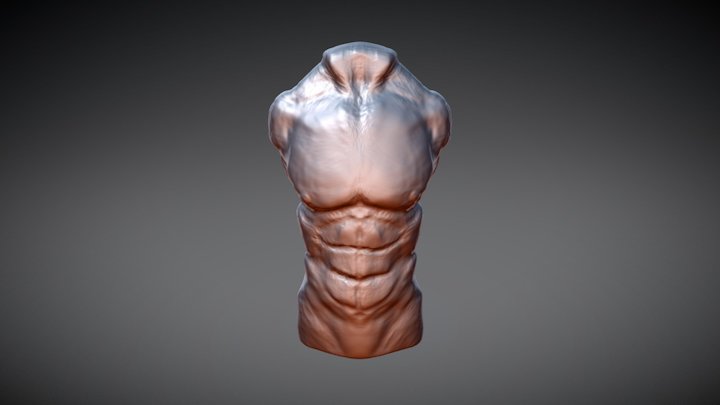 Male Torso 3D Model