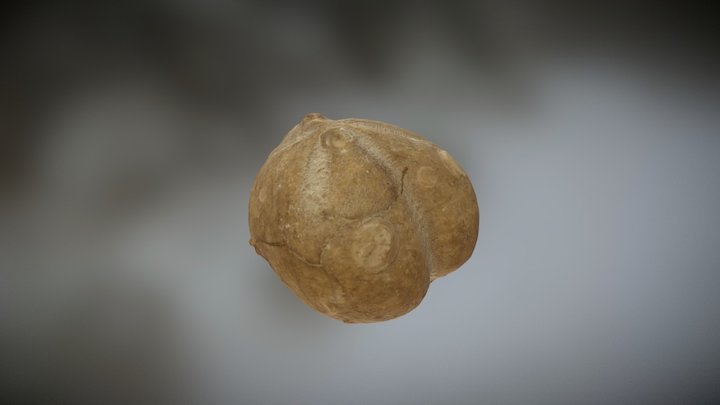 Micraster 3D Model