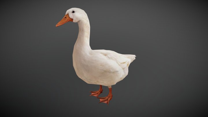 Duck Animated 3D Model