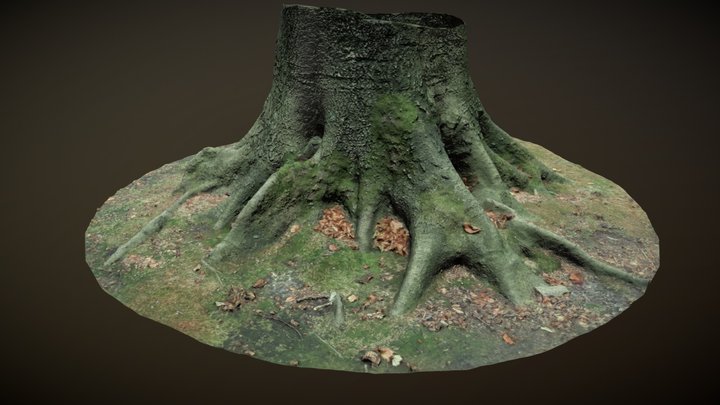 Beech Tree - Photogrammetry 3D Model