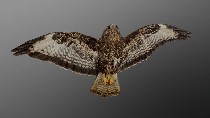 Common buzzard - Káně lesní 3D Model