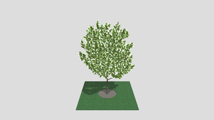 tree_for_school_project 3D Model