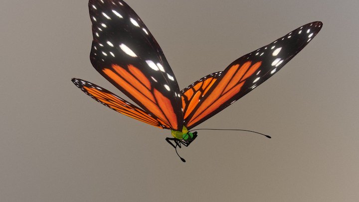 butterfly 3D Model