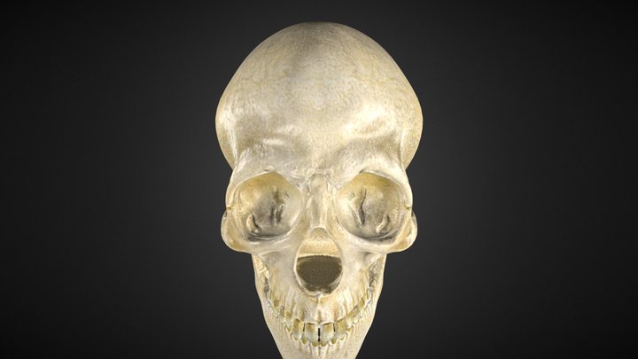 Skull 3D Model
