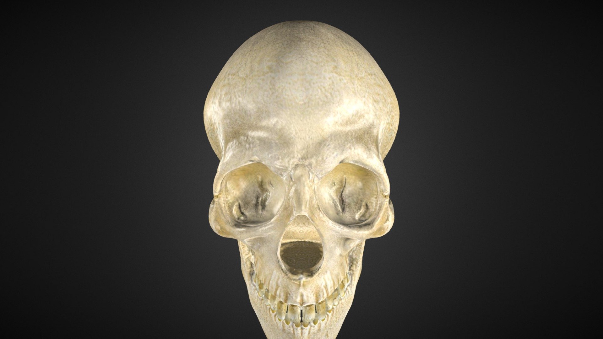 Skull