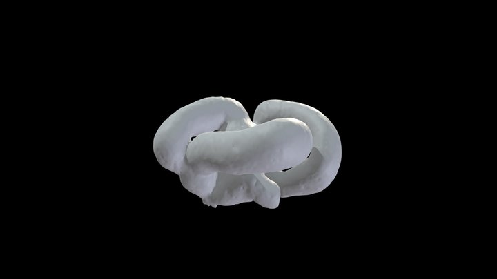 Inner Ear of Nurse Shark (Ginglymostoma) 3D Model