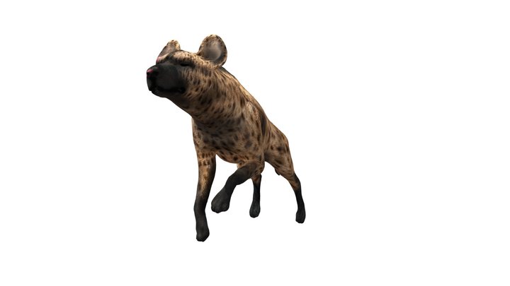 female Spotted hyena 3D Model