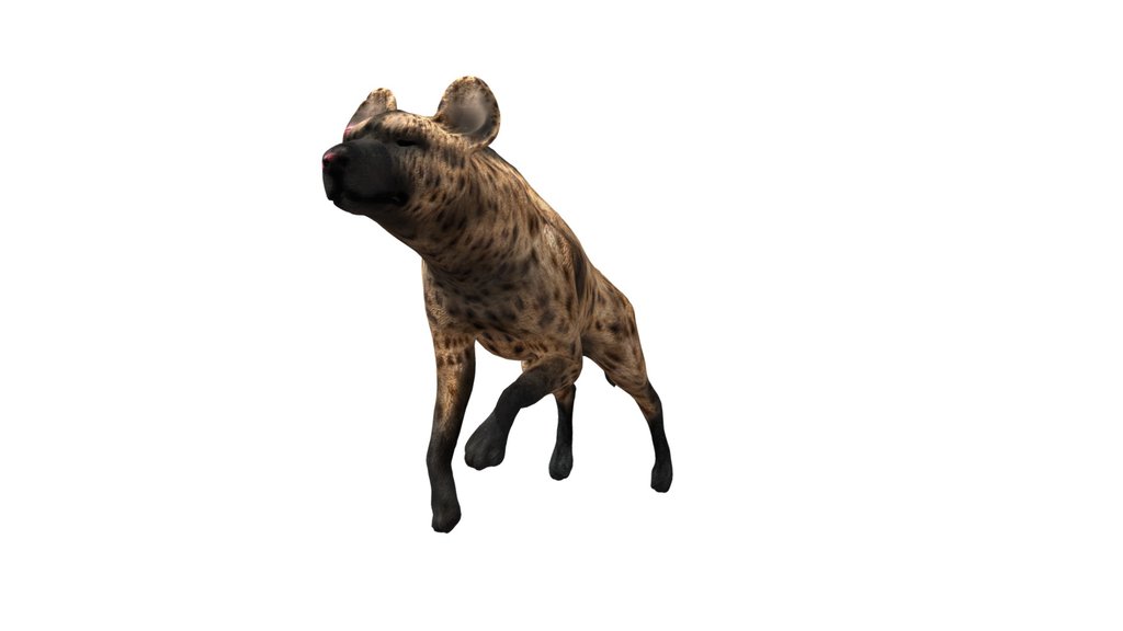 female Spotted hyena