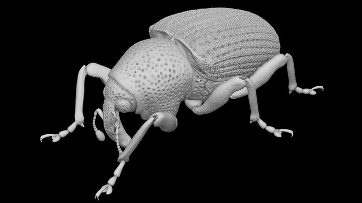 Euscepes Postfasciatus 3D Model